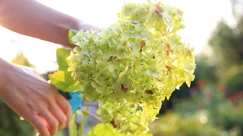 Hortensien schneiden und überwintern: Ein Gärtner schneidet Hortensien mit der Gartenschere.