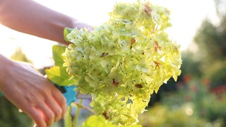 Hortensien schneiden und überwintern: Ein Gärtner schneidet Hortensien mit der Gartenschere.