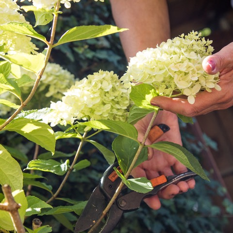 Hortensien schneiden und überwintern: Eine Frau schneidet in einem Garten Rispenhortensien zu.