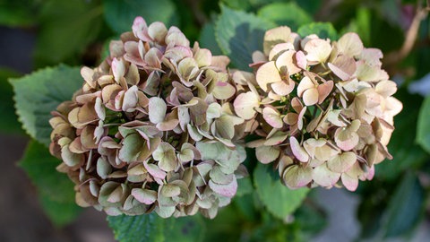 Hortensien schneiden und überwintern: Hortensien verblühen und verblassen im Herbst.