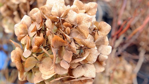 Hortensien schneiden und überwintern: Nahaufnahme einer verblühten Hortensie (Hydrangea)