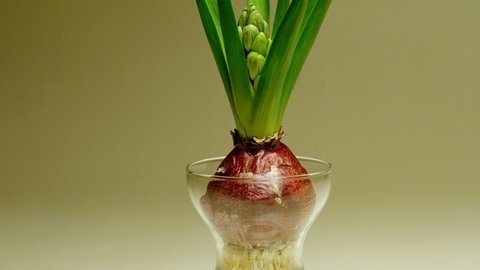 Hyazinthe in einem Hyazinthenglas.