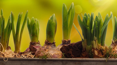 Länglicher Blumentopf mit Hyazinthenzwiebeln auf einem Holztisch.