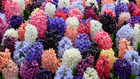 Hyazinthen blühen in vielen verschiedenen Farben wie Blau, Rosa, Rot oder Weiß.