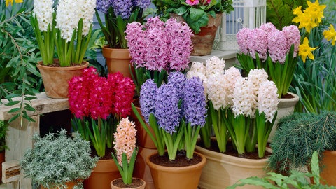 Hyazinthe im Topf ist eine schöne Pflanze für die Wohnung.