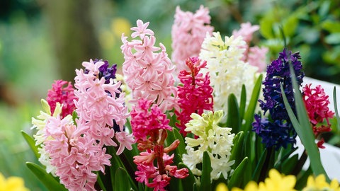 Hyazinthen blühen sowohl in der Wohnung als auch im Garten.