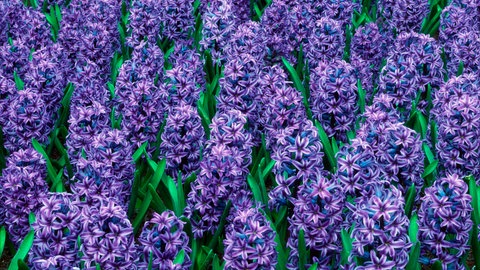 Lilafarbene Hyazinthen