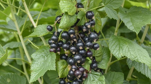 Johannisbeersträucher richtig schneiden: Schwarze Johannisbeeren an einem Strauch.