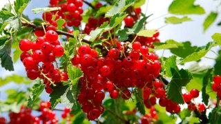 Johannisbeersträucher richtig schneiden: An einem Strauch hängen viele reife rote Johannisbeeren.