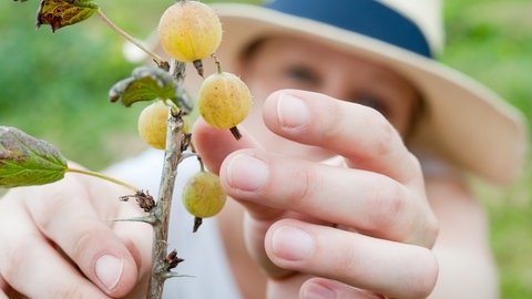 Eine Frau pflückt Stachelbeeren.