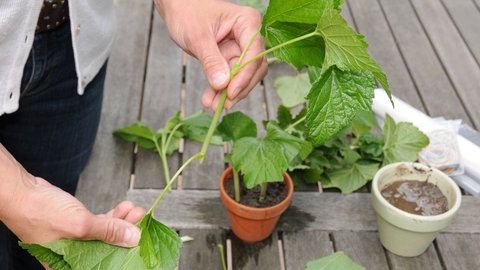 Ein Mann macht Stecklinge von einem Johannisbeerstrauch.
