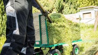 Rasenschnitt als Dünger im Garten 