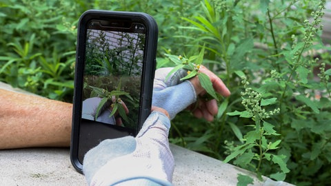 Eine behandschuhte Hand hält ein Smartphone mit einer offenenen Pflanzenapp vor einer Pflanze.