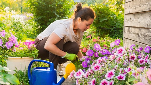 Kleine Gärten gestalten: Eine Frau arbeitet in ihrem Garten in der Hocke und pflegt ihre bunten Blumen.