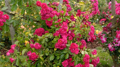 Kleine Gärten gestalten: Die Rose "Flammentanz" blüht in kräftig roten Farben.