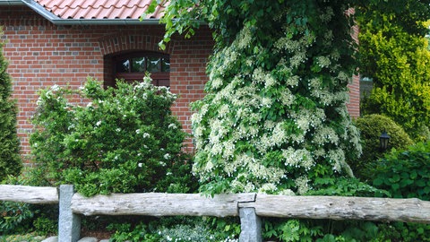 Kleine Gärten gestalten: Die Kletterhortensie mit vollen weißen Blüten umringt einen großen Baum.