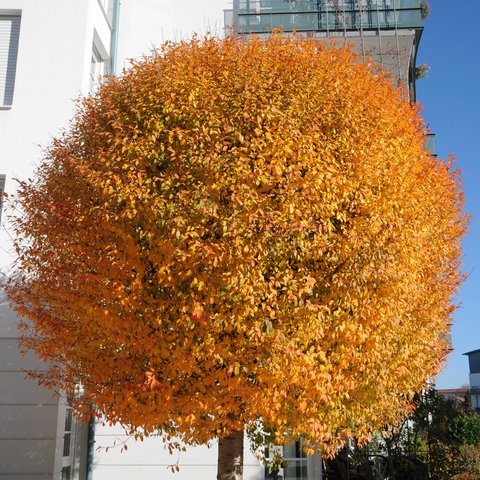 Kleine Gärten gestalten: Eine kugelförmige Steppen-Kirsche mit orangenen Blättern steht vor einem weißen Haus.
