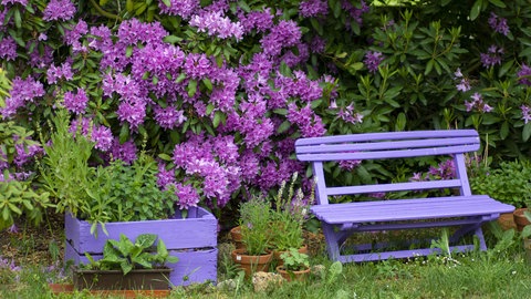 Kleine Gärten gestalten: Eine kleine Gartenbank steht im Garten. Dahinter ist ein üppiger Rhododendron mit lilanen Blüten zu sehen.