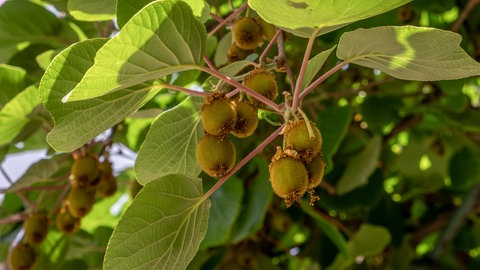 Auc die Kiwi ist eine Kletterpflanze.