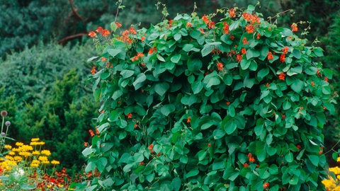 Die Feuerbohne ist nicht nur eine schöne Kletterpflanze, sie versorgt den Gärtner auch noch mit Bohnen.