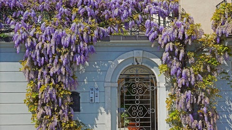 Der Blauregen macht aus jeder noch so langweiligen Mauer einen Hingucker.