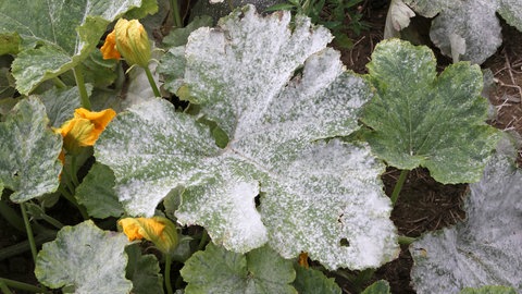 Eine Kürbispflanze mit echtem Mehltau. Richtig kompostieren: Es ist wichtig zu wissen, wie ein guter Kompost im eigenen Garten angelegt wird.