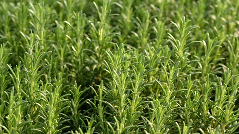 Rosmarin in Nahaufnahme