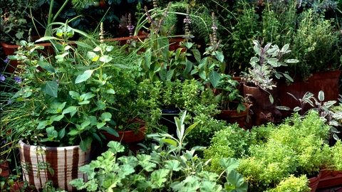 Kräuter im Topf: Im Winter vor 