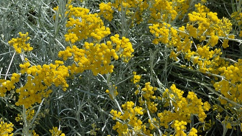 Currykraut in Nahaufnahme