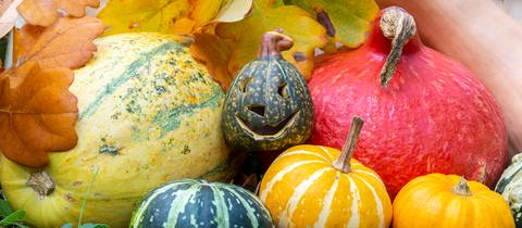 Nach der Ernte: Kürbisse in verschieden Formen und Farben lagern in einem Garten.