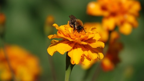 Mähfreier Mai: Eine Hummel sitzt auf einer orangenen Blüte.