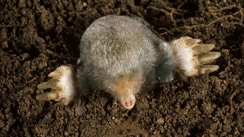 Ein Maulwurf schaut zur Hälfte aus der Erde.