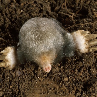 Ein Maulwurf schaut zur Hälfte aus der Erde.