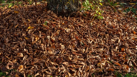 Richtig mulchen: Trockenes Laub liegt unter einem Baumstamm.