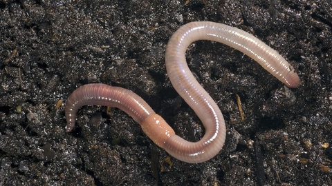 Richtig mulchen: Ein Regenwurm liegt auf feuchter Erde.