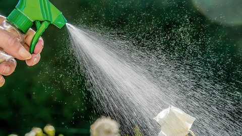 Eine Hand mit einer Sprühflasche besprüht weiße Rosen. In der Flasche ist ein Mittel gegen Schädlinge wie Blattläuse.