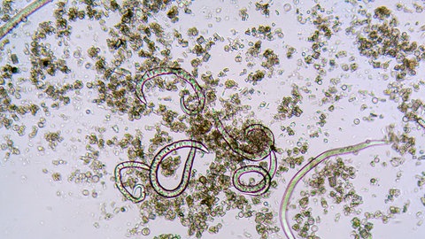 Nematoden-Nützlinge unter einem Mikroskop, die gegen Schädlinge eingesetzt werden können.