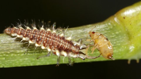 Eine Florfliegenlarve frisst eine Blattlaus von einer Pflanze. Sie ist ein Nützling.