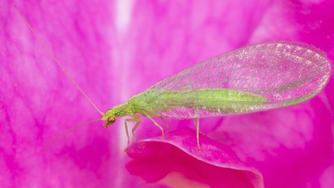 Die Florfliege gilt als Nützling gegen Schädlinge wie Blattläuse und sitzt hier auf einer pinken Rosenblüte.