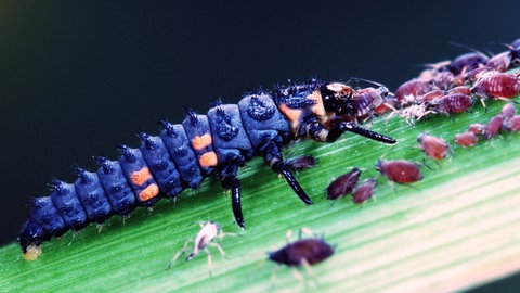 Die Larve eines Marienkäfers, ein Nützling, frisst auf einer Pflanze Blattläuse.