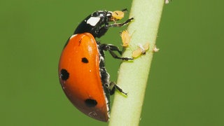 Ein Marienkäfer, ein sogenannter Nützling, frisst auf einem Stengel Blattläuse.