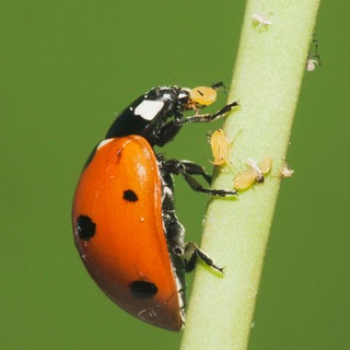 Ein Marienkäfer, ein sogenannter Nützling, frisst auf einem Stengel Blattläuse.