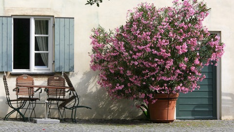Oleander überwintern: Ein Oleander mit rosafarbenen Blüten steht in einem Kübel auf einer Terrasse an einer Hauswand.