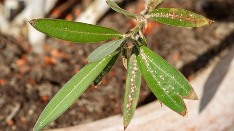 Oleander überwintern: Nahaufnahme eines Oleander mit starkem Schädlingsbefall. Die Blätter sind stark von Schildläusen befallen.