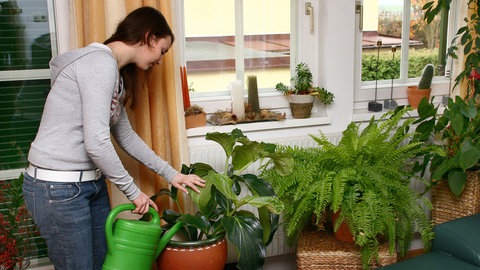 Junge Frau gießt mit einer grünen Gießkanne mehrere Zimmerpflanzen.