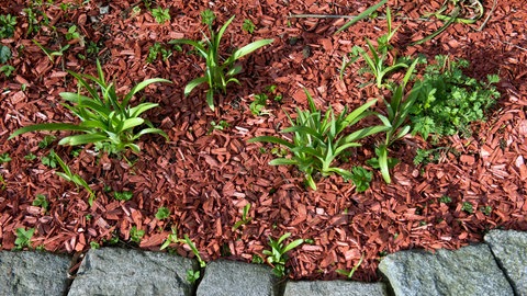 Ein angelegtes Beet mit Pflanzen, in dem Rindenmulch ausgestreut wurde. Man spart sich so Bewässerung.