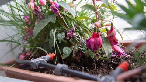 Eine automatische Bewässerung in einem Blumenkasten mit Blumen auf dem Balkon.