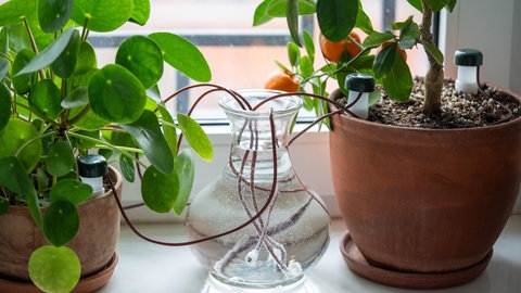 Automatische Bewässerung von Pflanzen im Urlaub: Eine durchsichtige Vase mit Wasser steht zwischen zwei Pflanzen in Tontöpfen auf einer Fensterbank. In der Vase sind Schläuche, die in den Pflanzenboden ragen und sie feucht halten. 