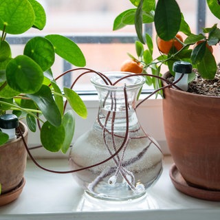 Automatische Bewässerung von Pflanzen im Urlaub: Eine durchsichtige Vase mit Wasser steht zwischen zwei Pflanzen in Tontöpfen auf einer Fensterbank. In der Vase sind Schläuche, die in den Pflanzenboden ragen und sie feucht halten. 