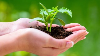 Pflanzen vermehren: Eine Frau hält etwas Blumenerde mit einer jungen Pflanze in der Hand.